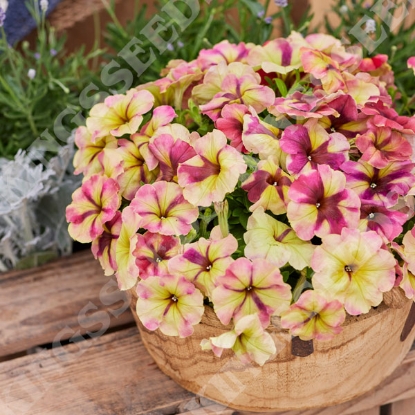 Picture of Petunia - Shake Raspberry F1